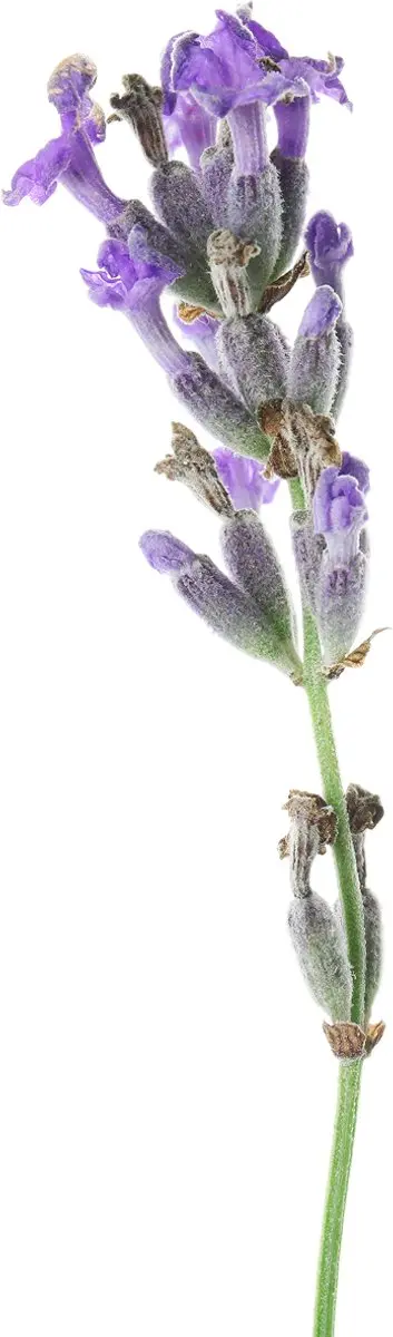 Natural Heroes Lavendel EO 30ml