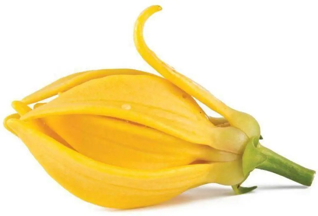 Natural Heroes Ylang Ylang Etherische Olie 30ml