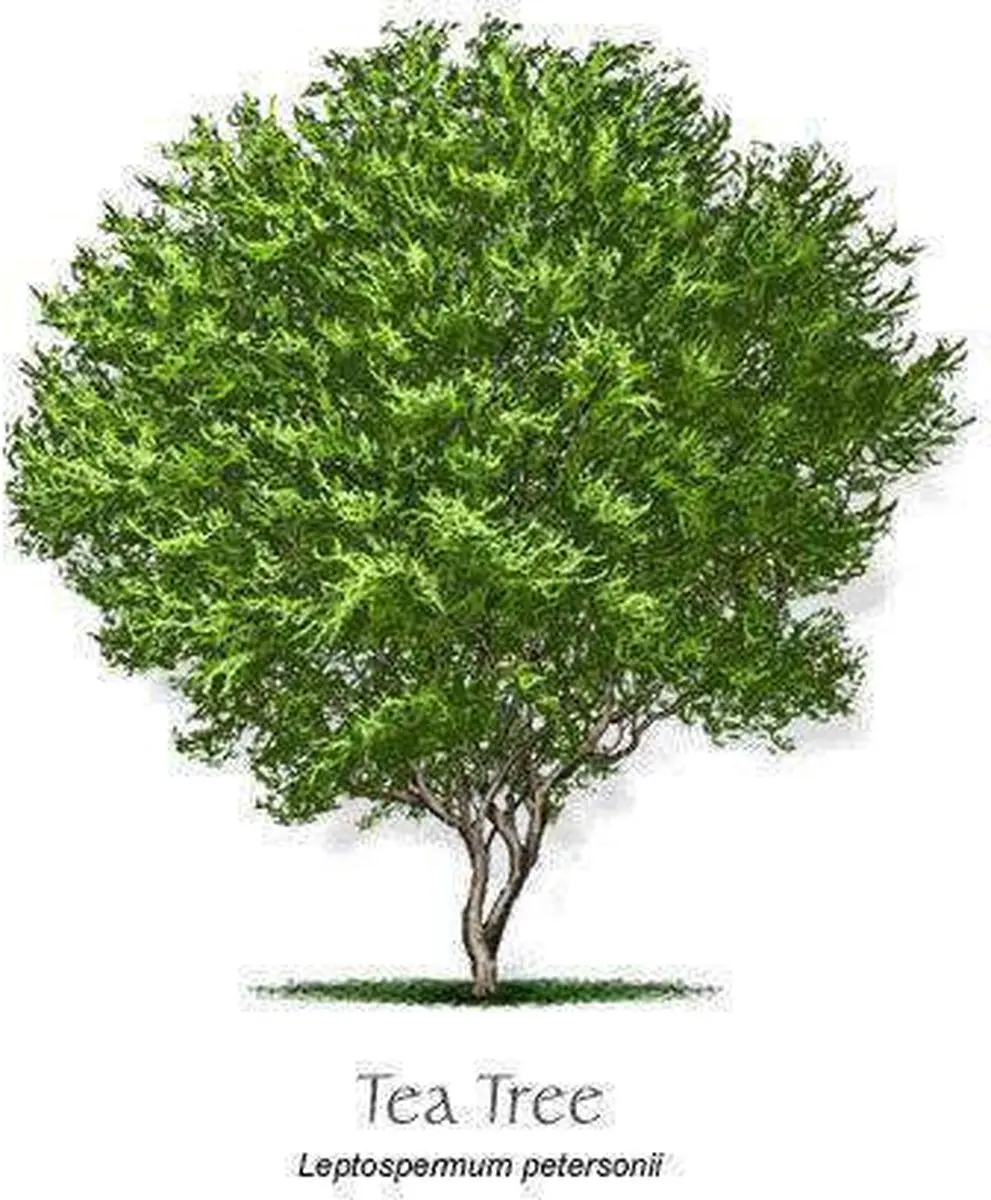 Natural Heroes Tea Tree Citroen Etherische Olie 30ml