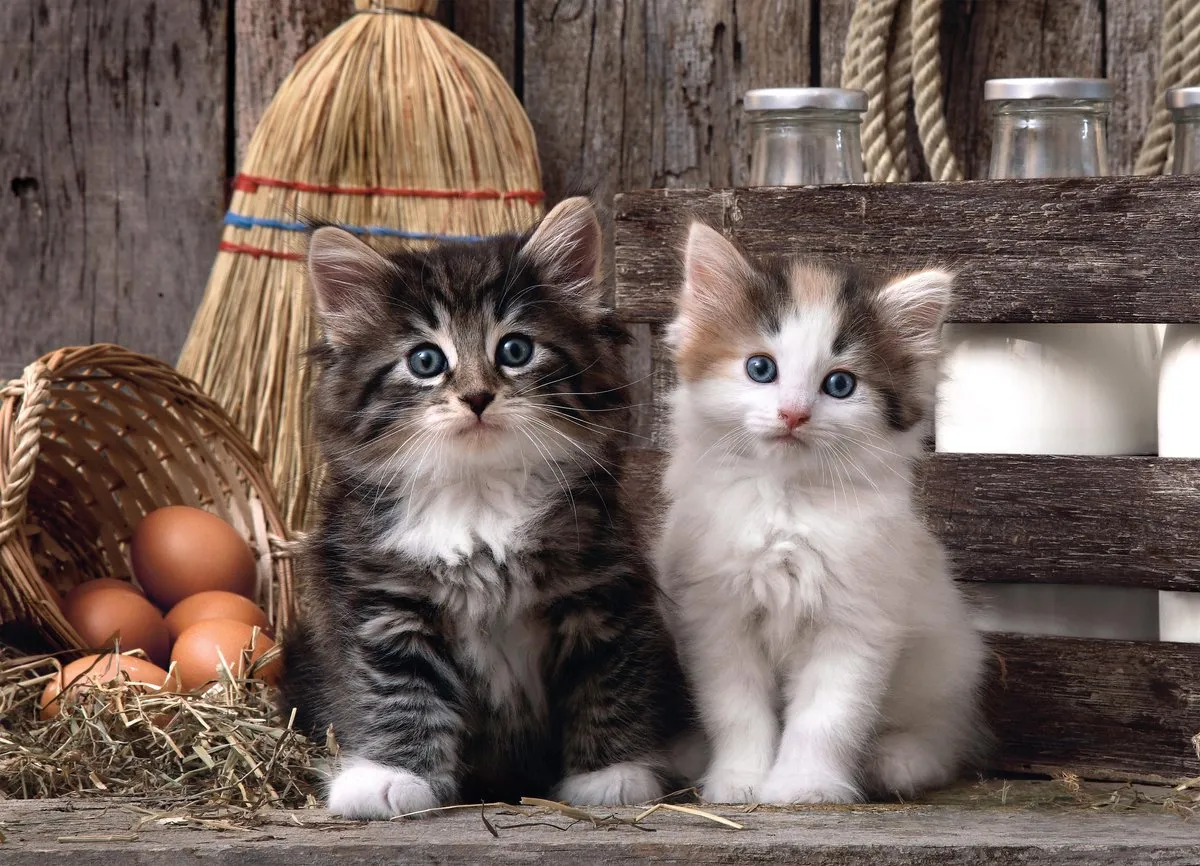 Clementoni Puzzel 1000 Stuks Schattige Kittens - Multi
