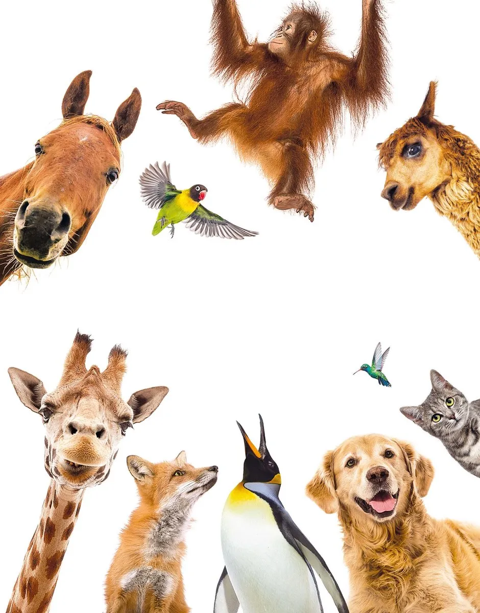 Clementoni Spelend Leren Dierenbingo 66911 - Multi - afbeelding 2 van 6