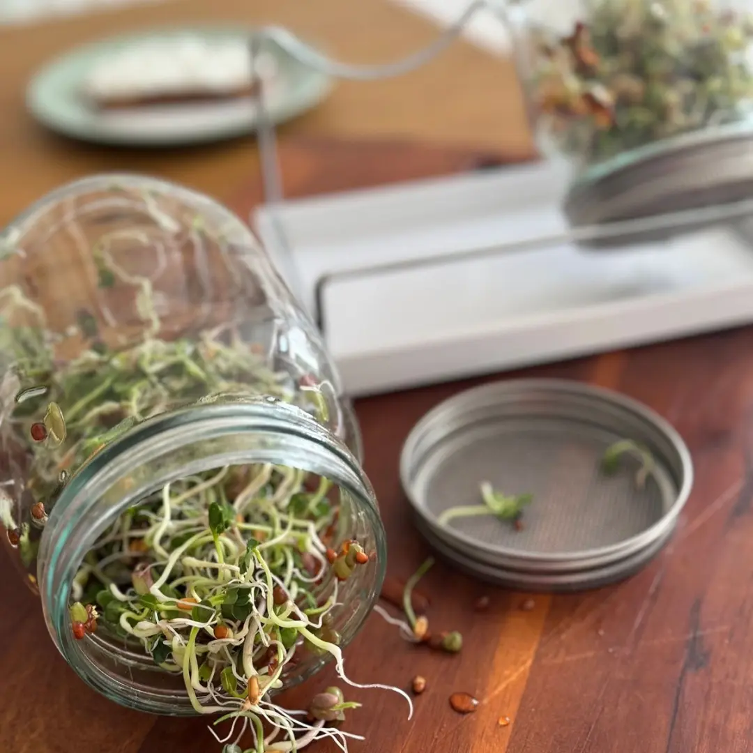Westmark Sprout Jar 66772260 - 2x 950ml Kiempot Set - Transparant/Zilver/Zwart - afbeelding 3 van 6