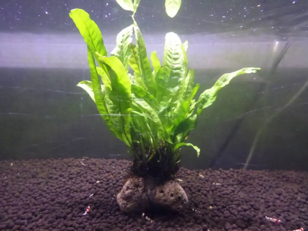 Dupla Plant Fix Plantenlijm - 2x 3g