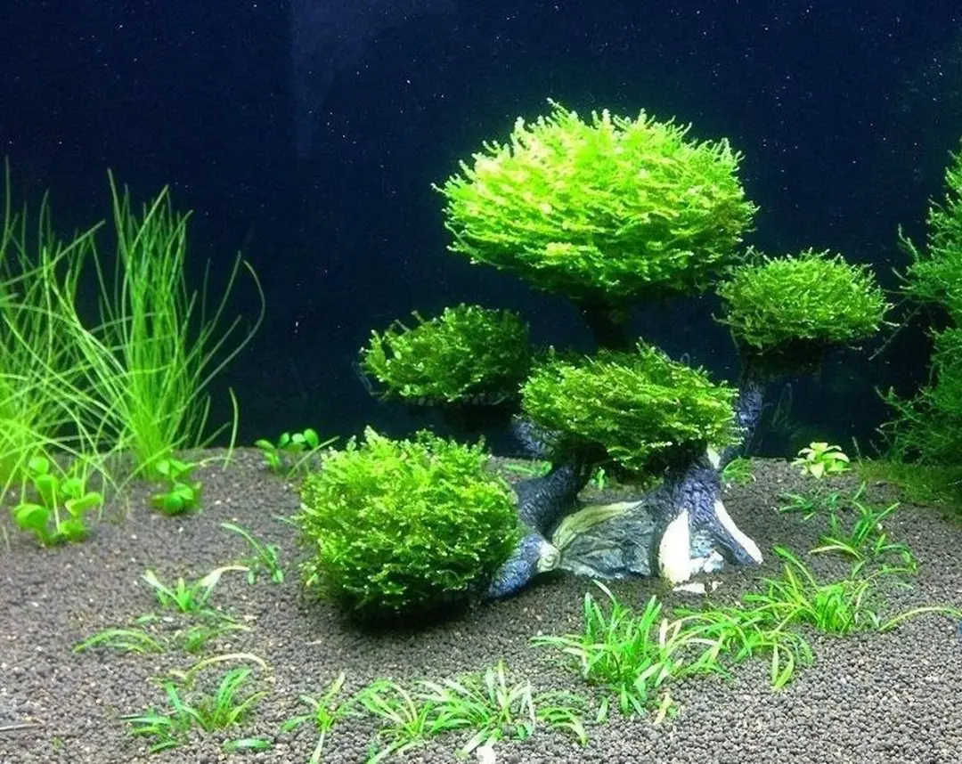 Dennerle Mos Bonsai Boom Aquariumdecoratie 19.5cm - Bruin