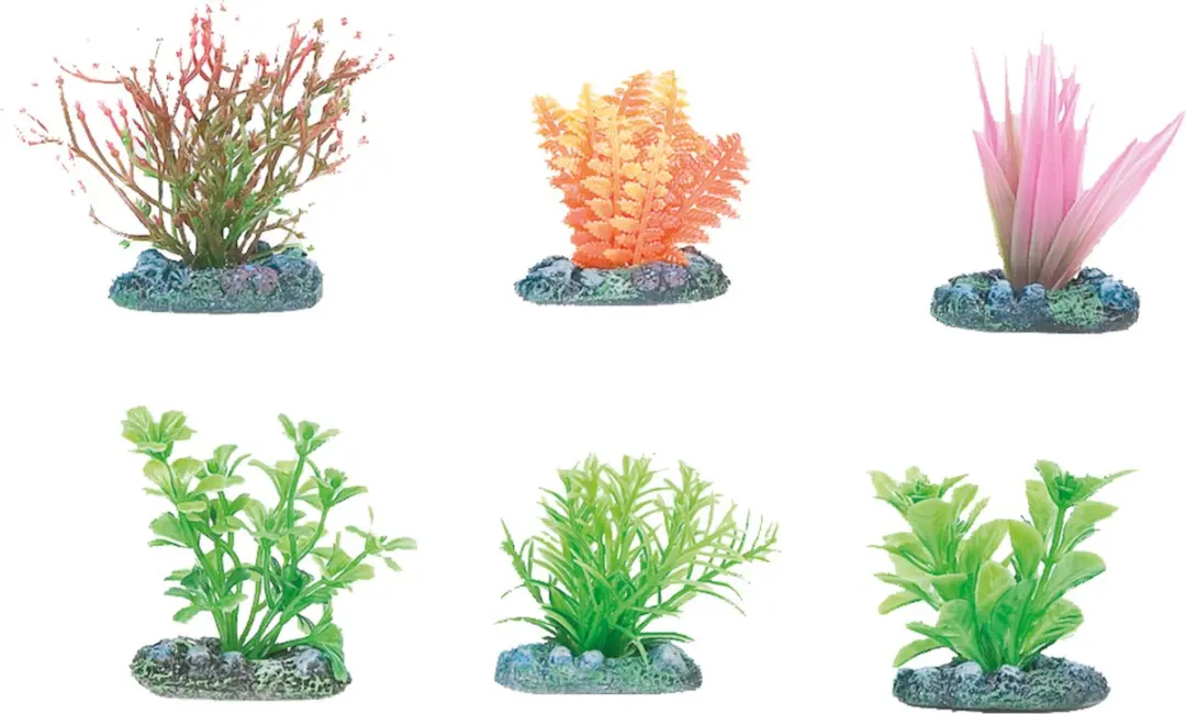 Flamingo Aquariumplant Voorgeplant