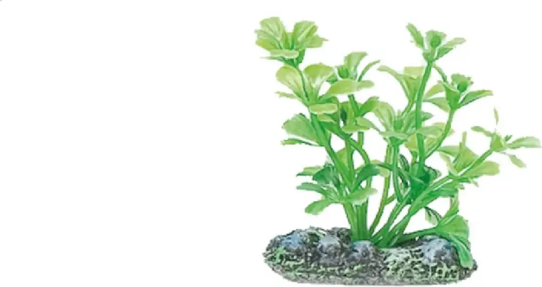 Flamingo Aquariumplant Voorgeplant - S - 5cm - afbeelding 6 van 6