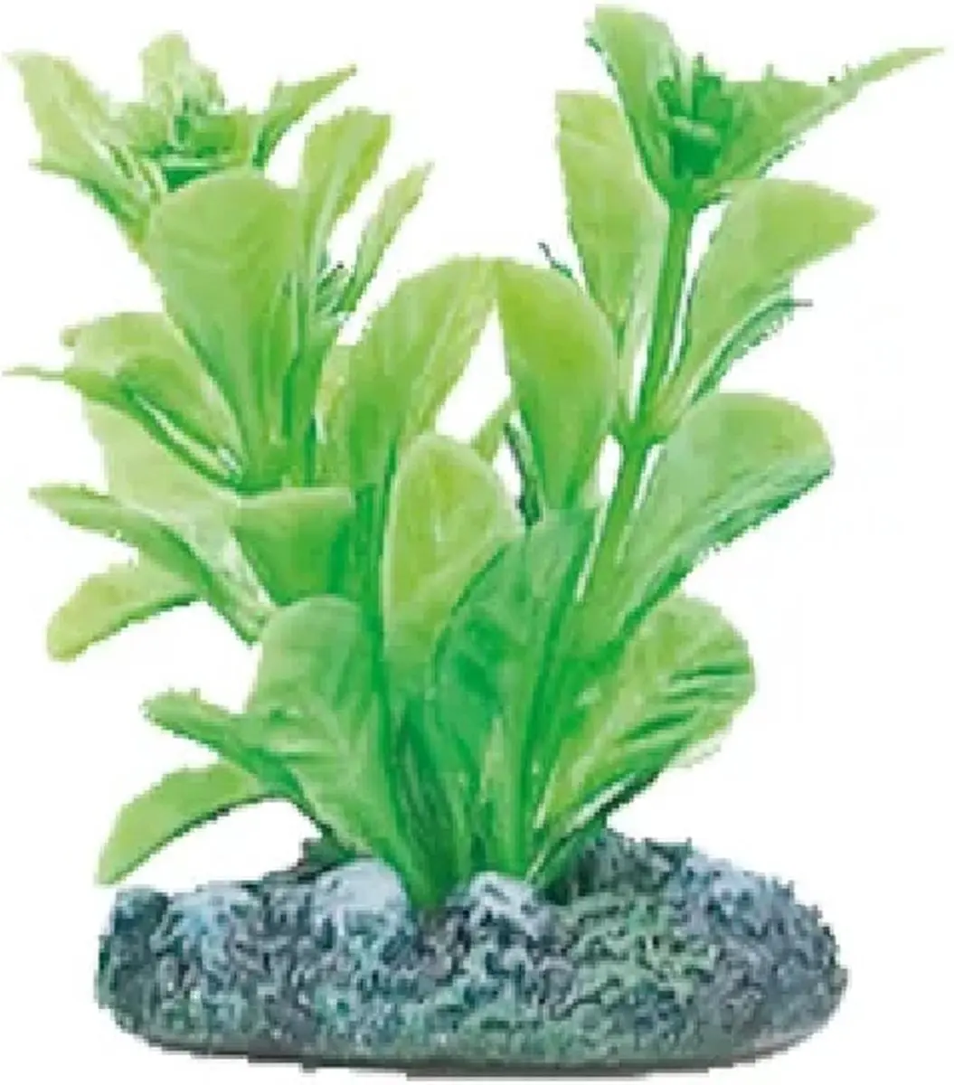 Flamingo Aquariumplant Voorgeplant - S - 5cm