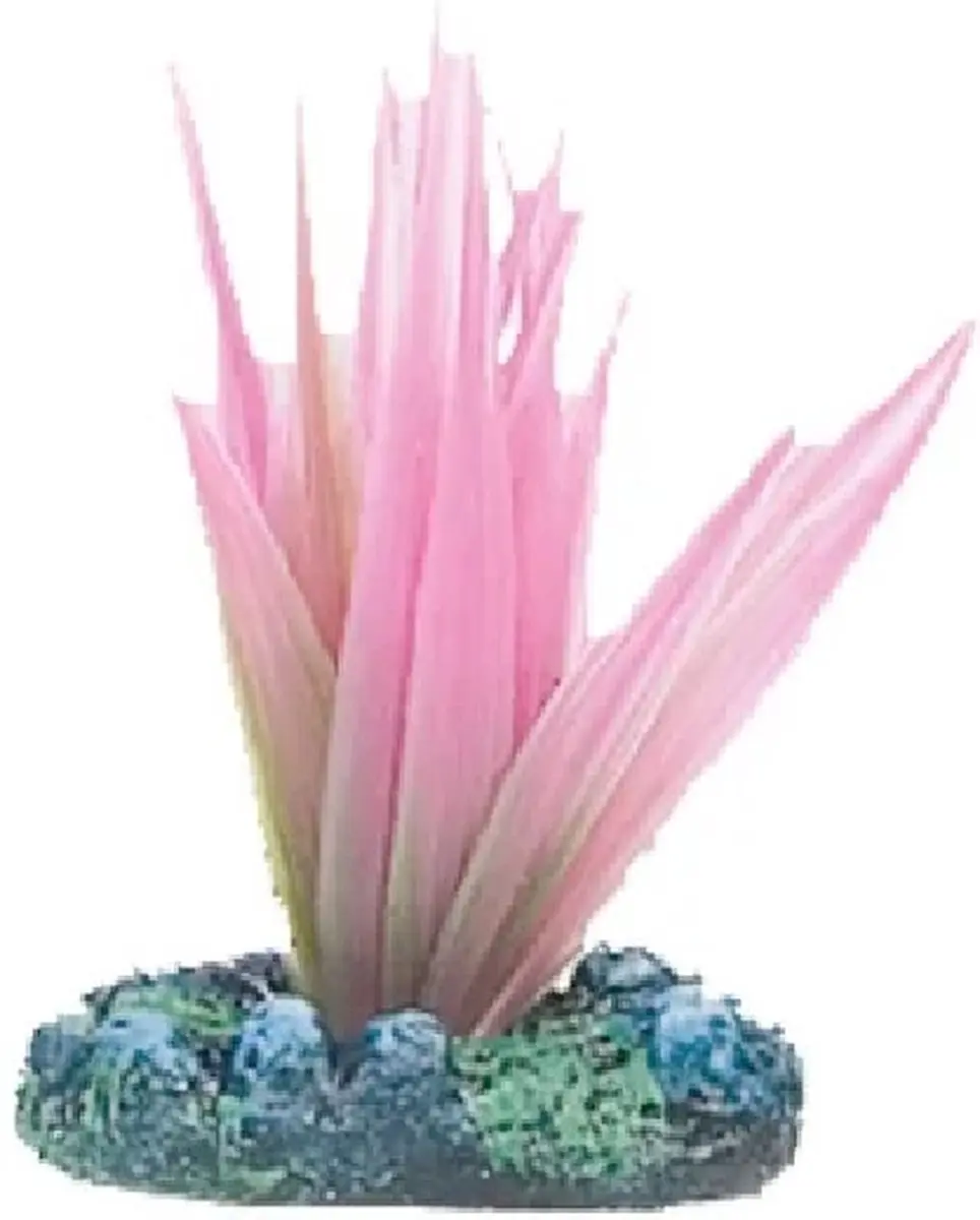 Flamingo Aquariumplant Voorgeplant - S - 5cm