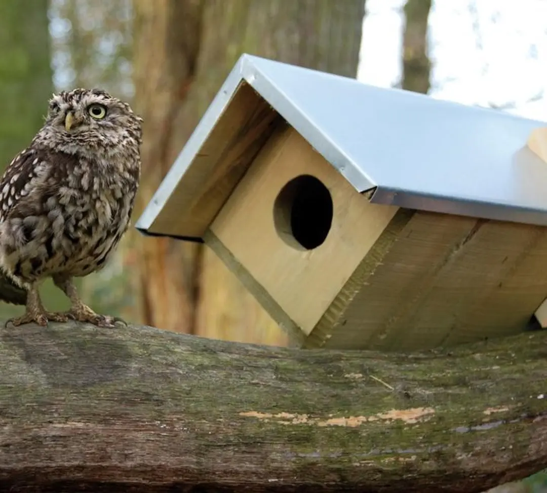 Esschert Design Steenuil Vogelhuisje - Houtkleur