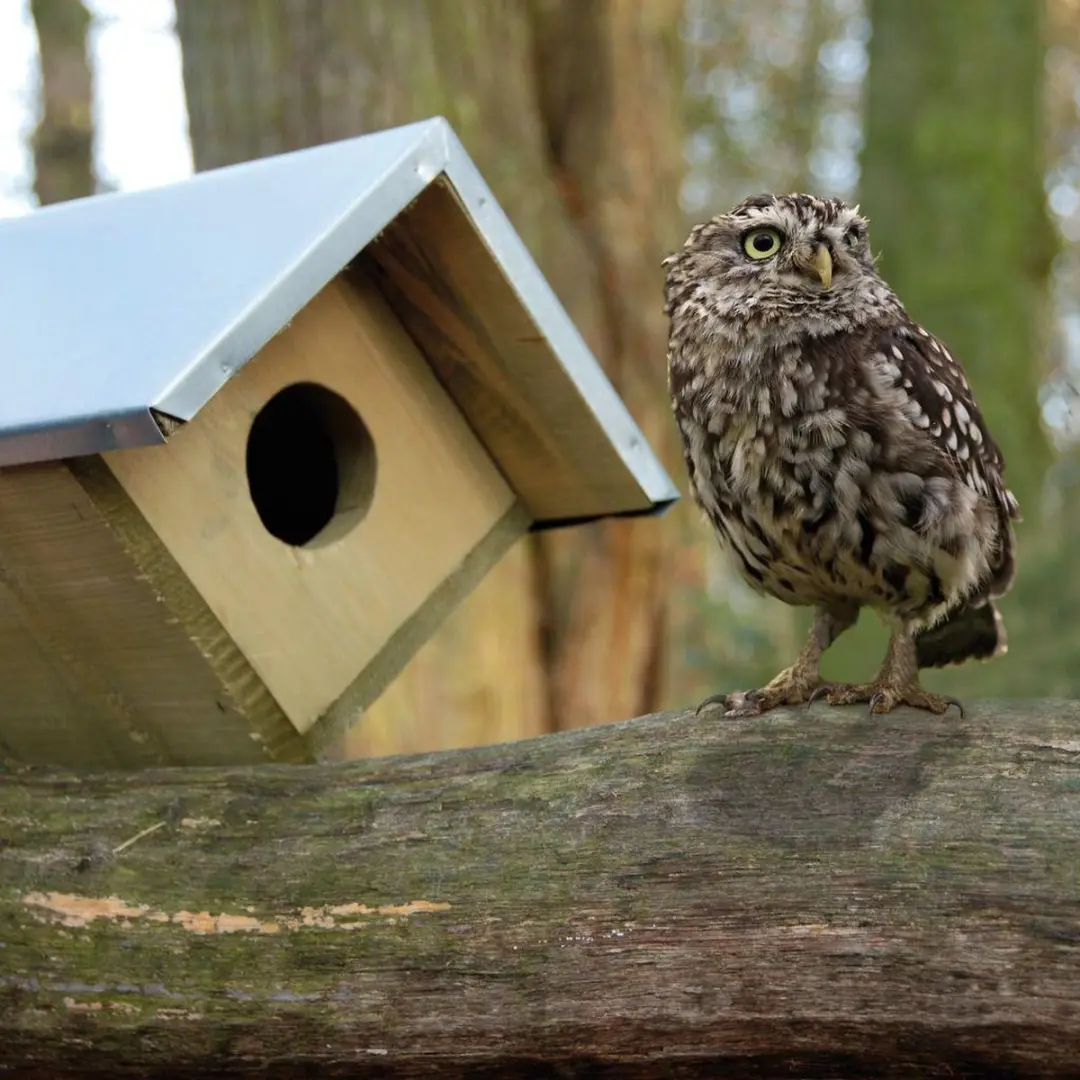 Esschert Design Steenuil Vogelhuisje - Houtkleur