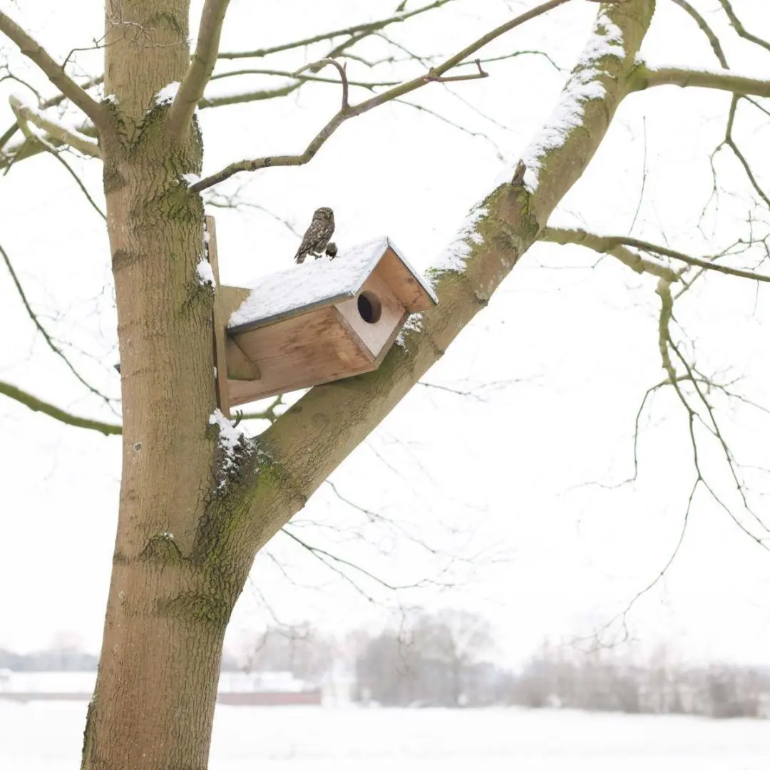 Esschert Design Steenuil Vogelhuisje - Houtkleur - afbeelding 6 van 6