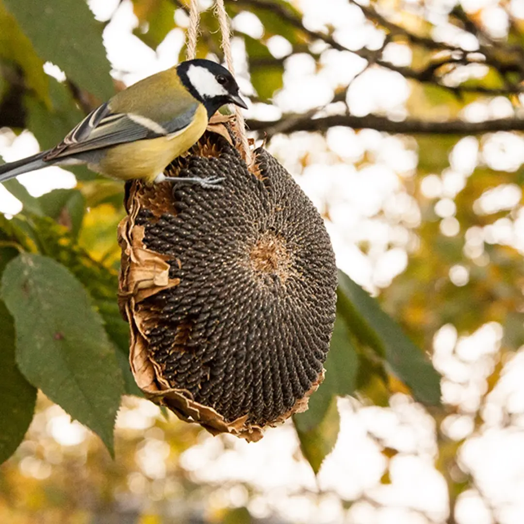 Esschert Design Zonnebloem Vogelvoer Hangend - 1x Multi