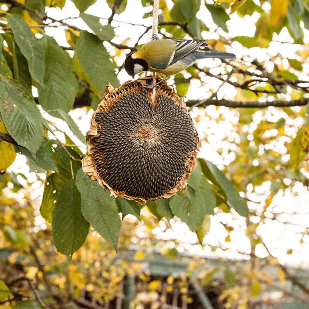 Esschert Design Zonnebloem Vogelvoer Hangend - 1x Multi