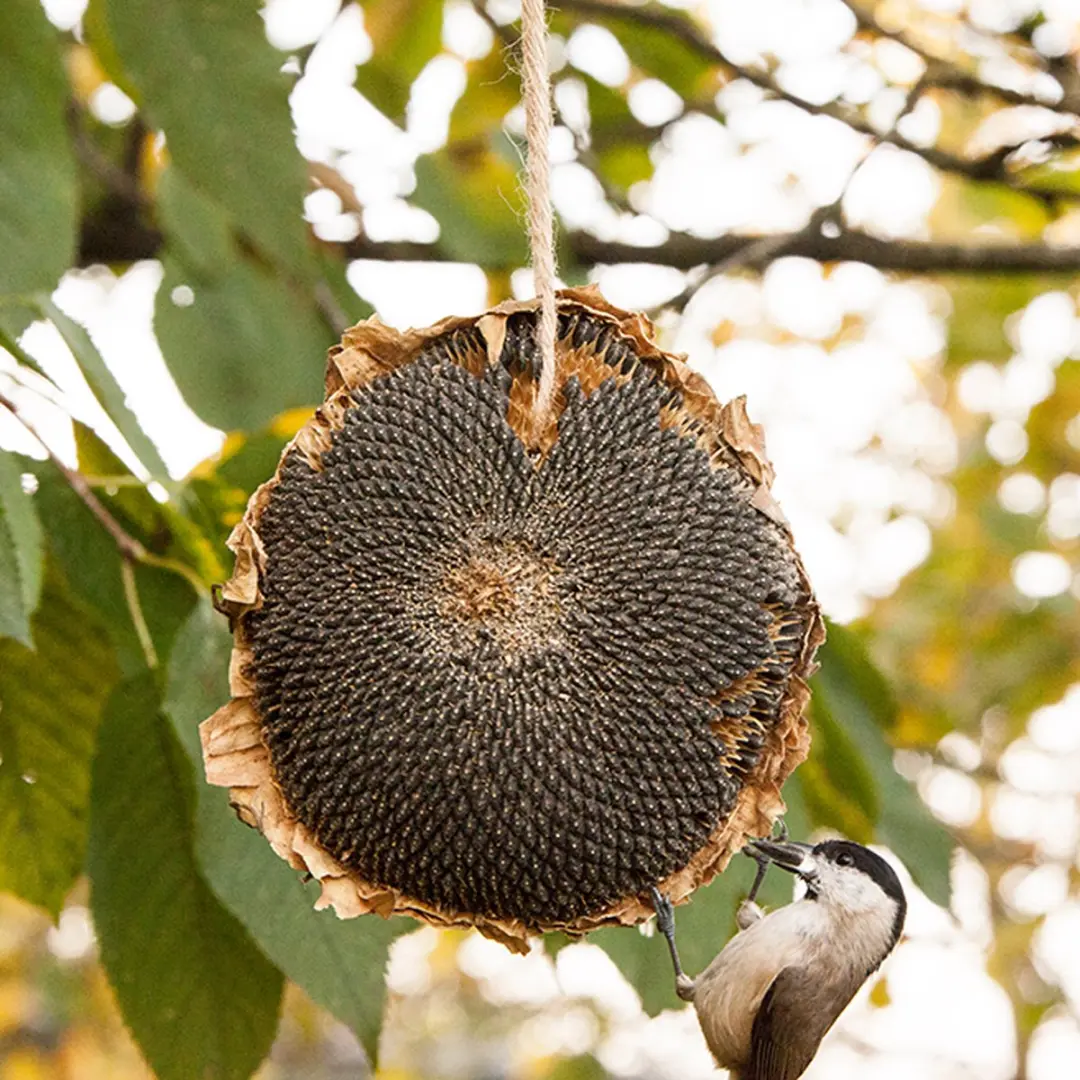 Esschert Design Zonnebloem Vogelvoer Hangend - 1x Multi