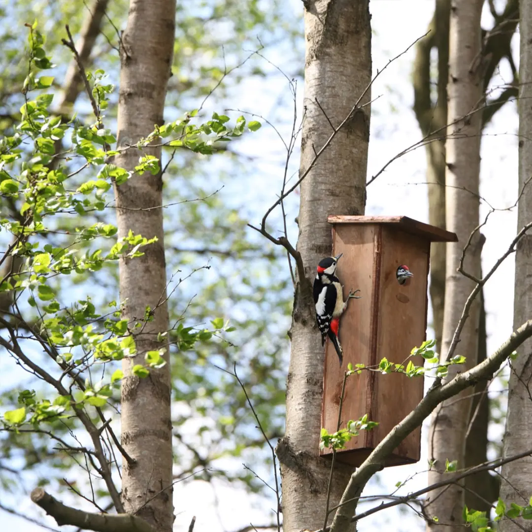 Esschert Design Bonte Specht Vogelhuisje - Hangend - afbeelding 6 van 6