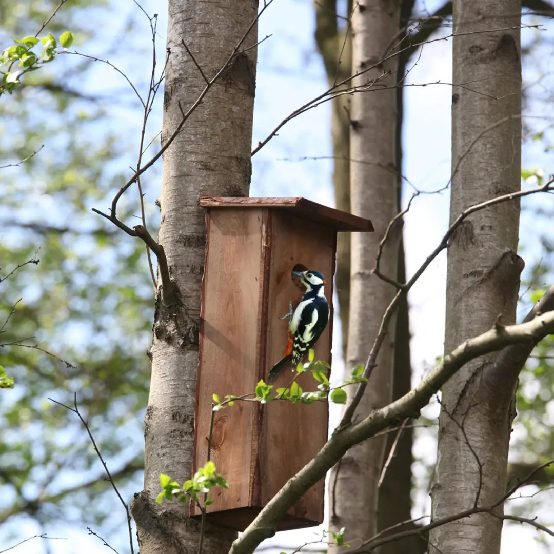 Esschert Design Bonte Specht Vogelhuisje - Hangend