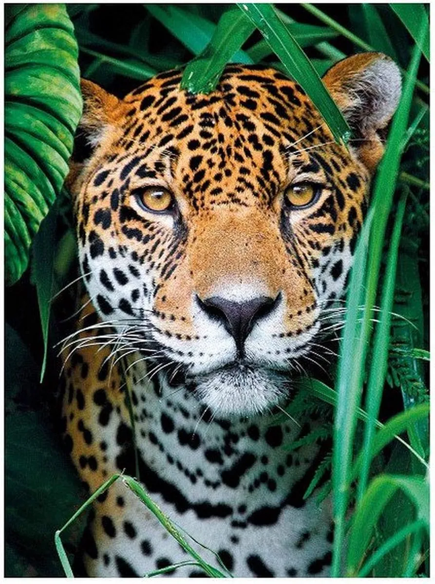 Clementoni Jaguar in de Jungle Puzzel 500 Stuks - Multicolor - afbeelding 6 van 6