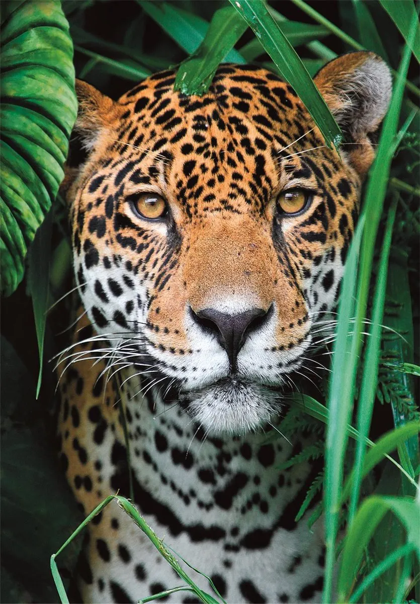 Clementoni Jaguar in de Jungle Puzzel 500 Stuks - Multicolor