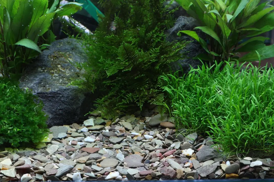 Dennerle Plantahunter Rio Xingu Aquariumgrind 5kg