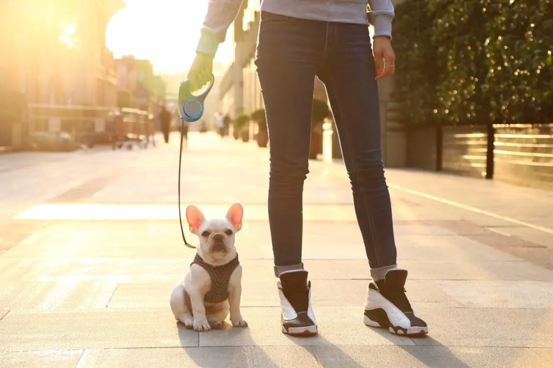 Petkit Go Shine Hondenriem 3m - Verlicht - Wit