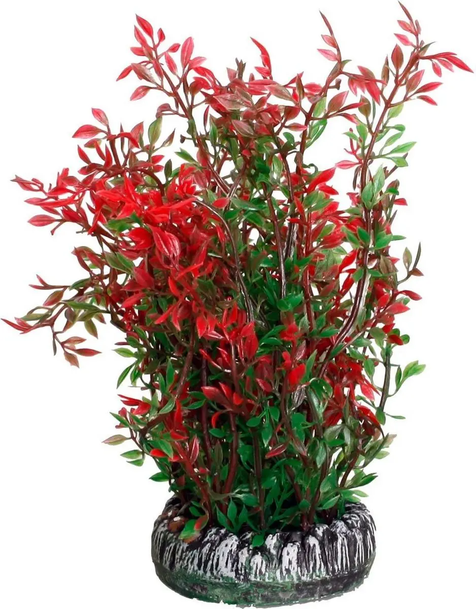 Flamingo Aquariumplant Sri Lanka - L 28cm - Willekeurig