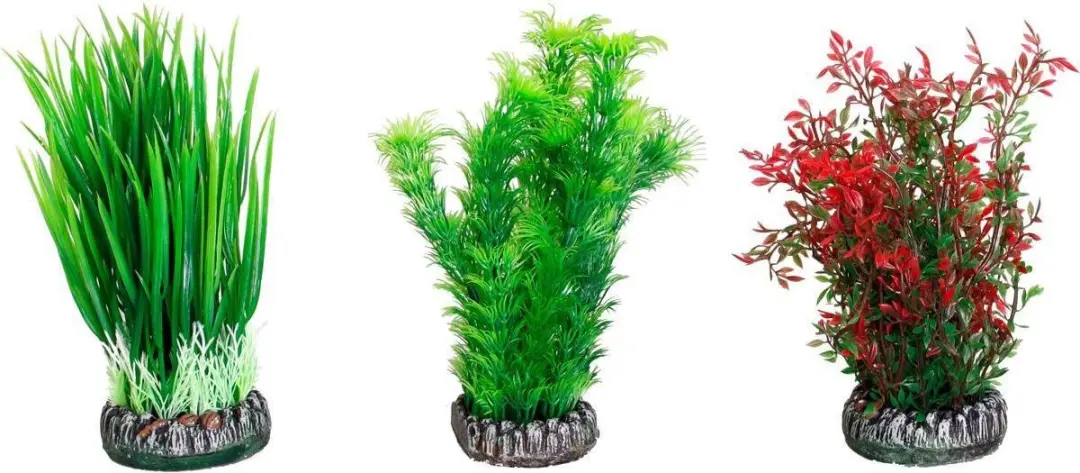 Flamingo Aquariumplant Sri Lanka - L 28cm - Willekeurig