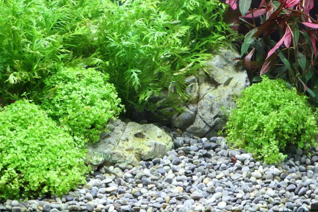 Dennerle Plantahunter River Natuurgrind 4-8mm - 5kg