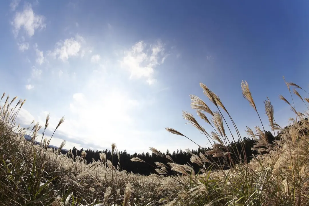 Samyang 12mm F2.8 ED AS NCS Fisheye - Fujifilm X