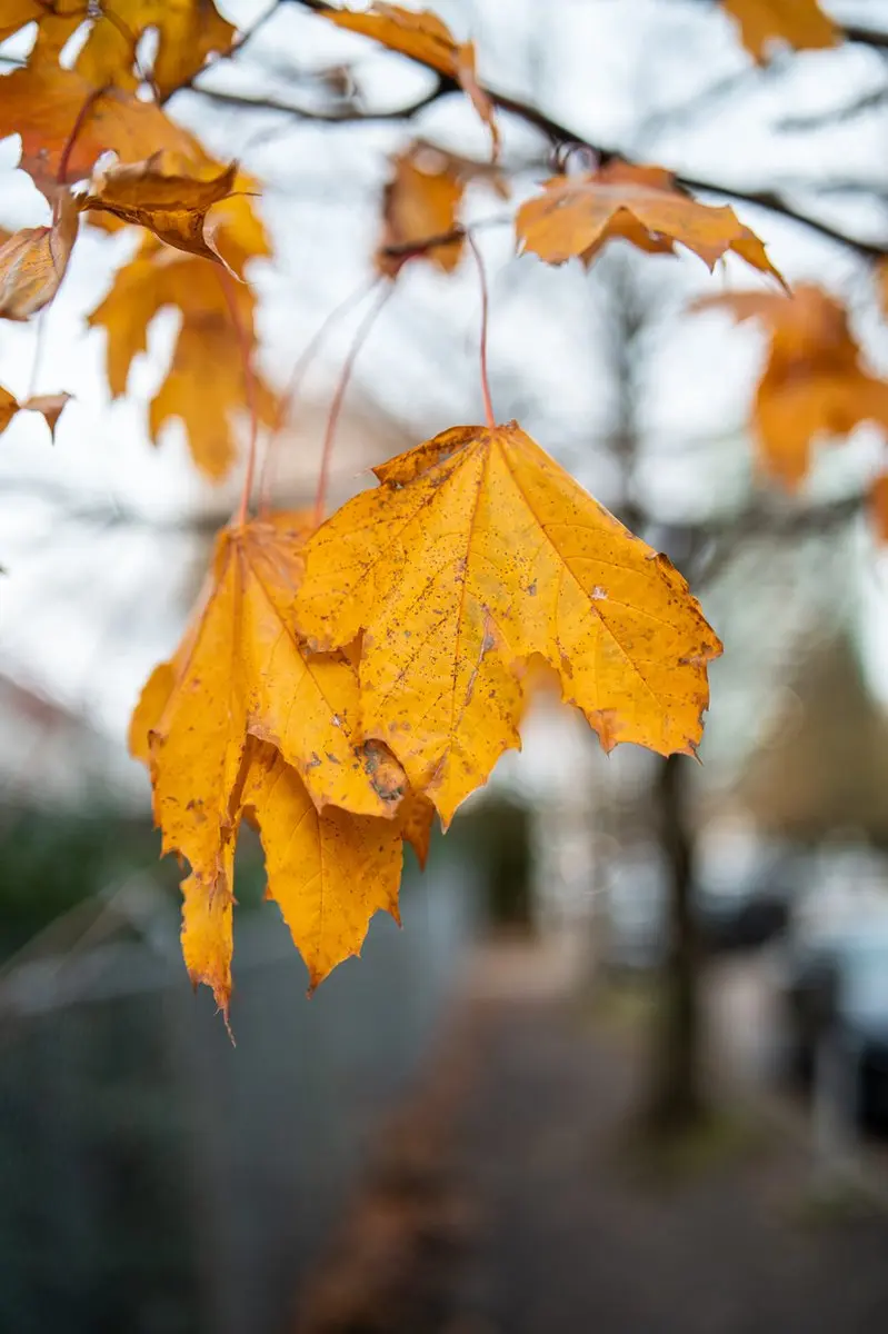 Samyang AF 35mm F1.4 P Sony FE Objectief - 12 Elementen