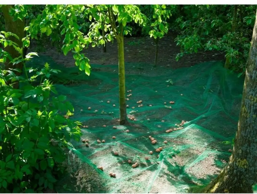 Nature Raapnet 4,3x4,3m - 6x6mm Groen