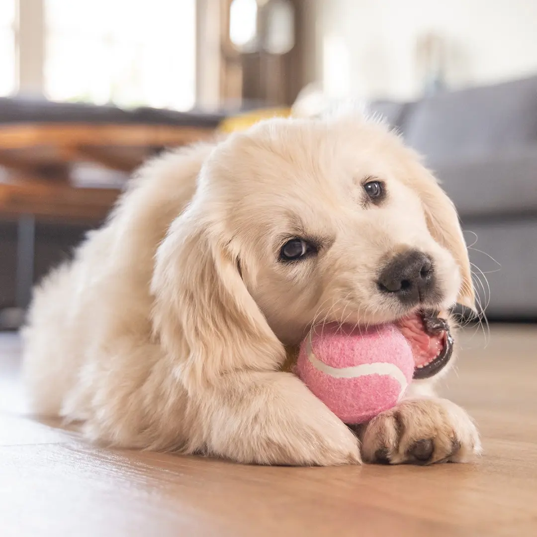 Beeztees Puppy Tennisballen - Geel/Blauw/Rood