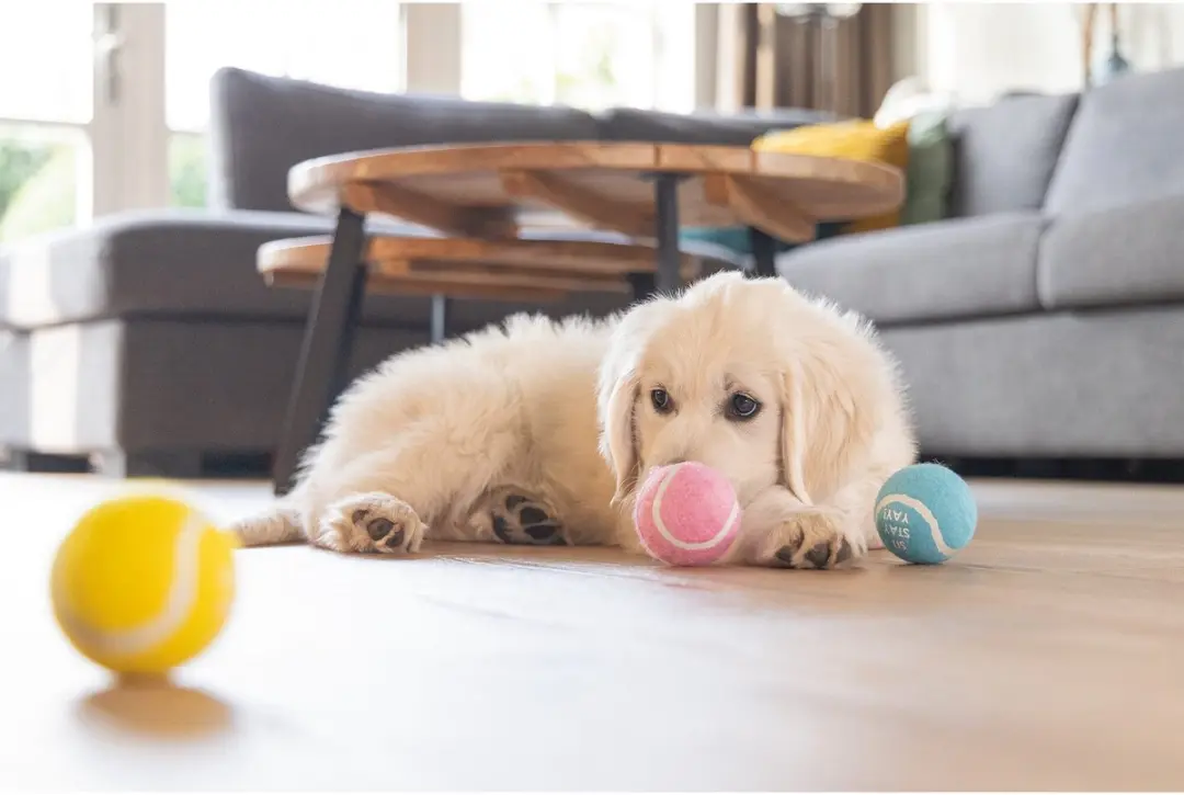 Beeztees Puppy Tennisballen
