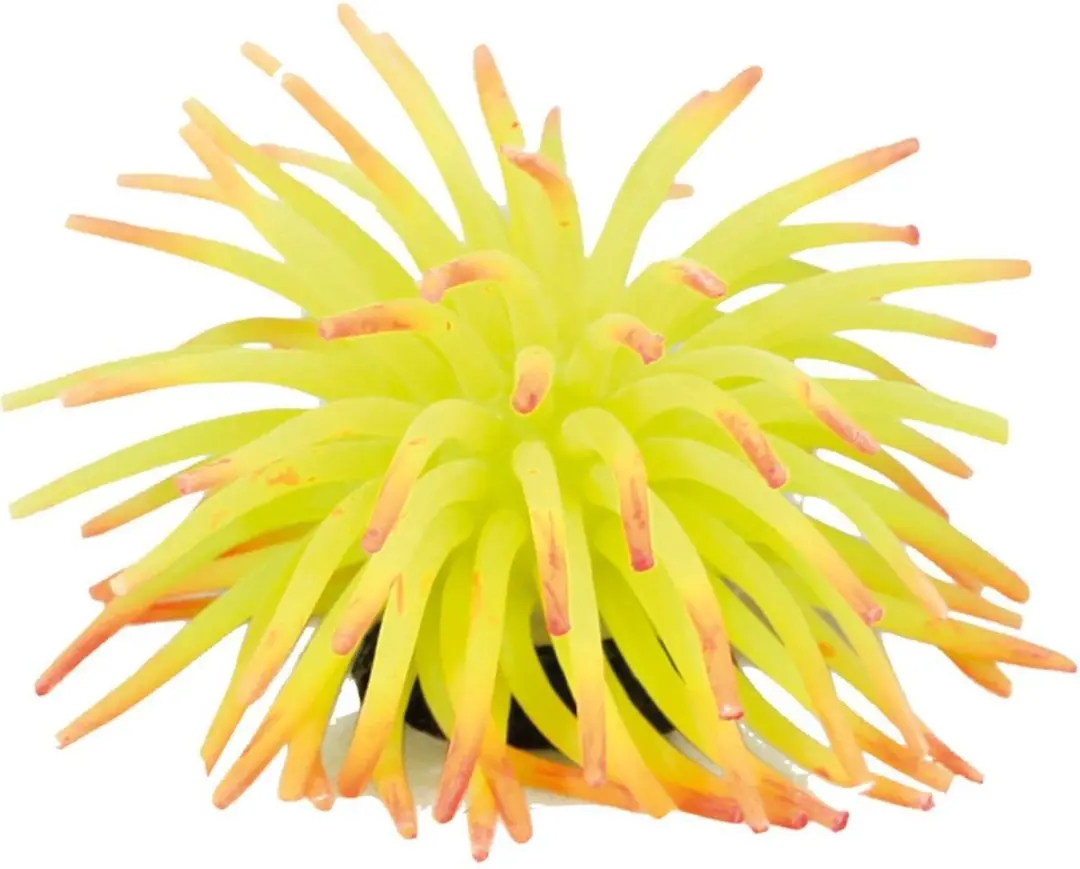 Flamingo Anemoon 5cm - Willekeurig