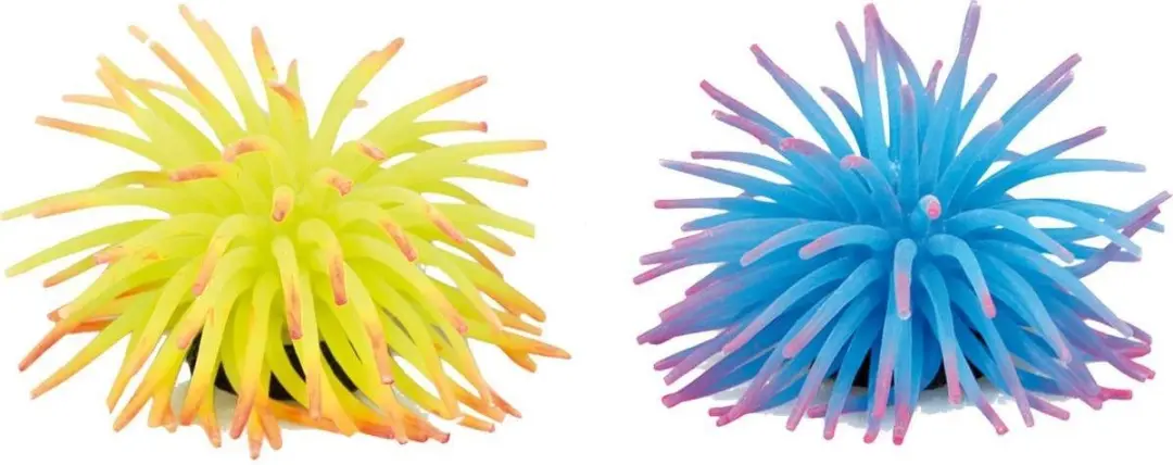 Flamingo Anemoon 5cm - Willekeurig