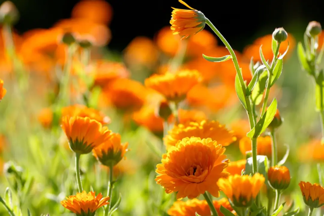 Weleda Eerste Hulp Kit - 3 Stuks Calendula Arnica Urtica