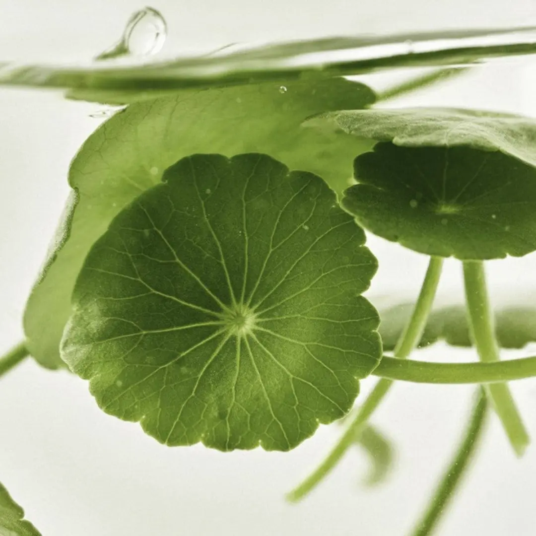 Beauty of Joseon Light On Serum Centella + Vita C 30ml