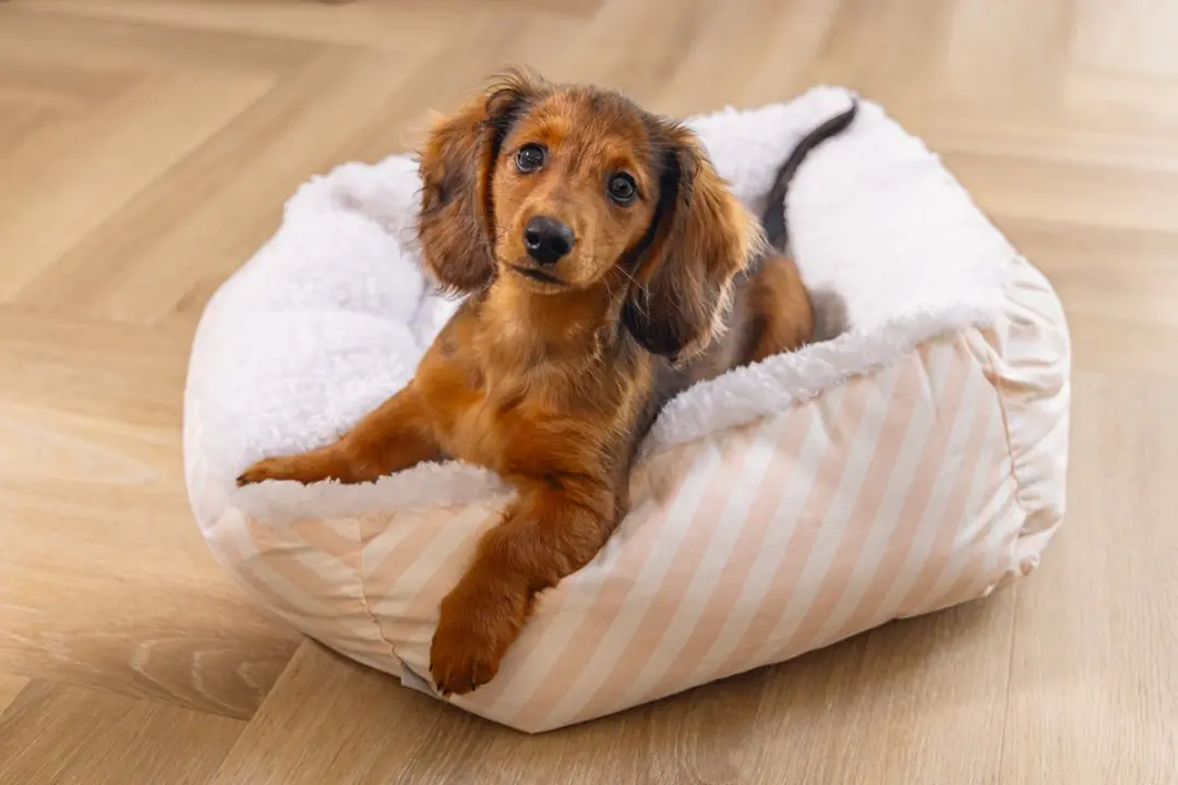 Beeztees Puppy Nappy Hondenmand Roze/Wit 50x42x18cm