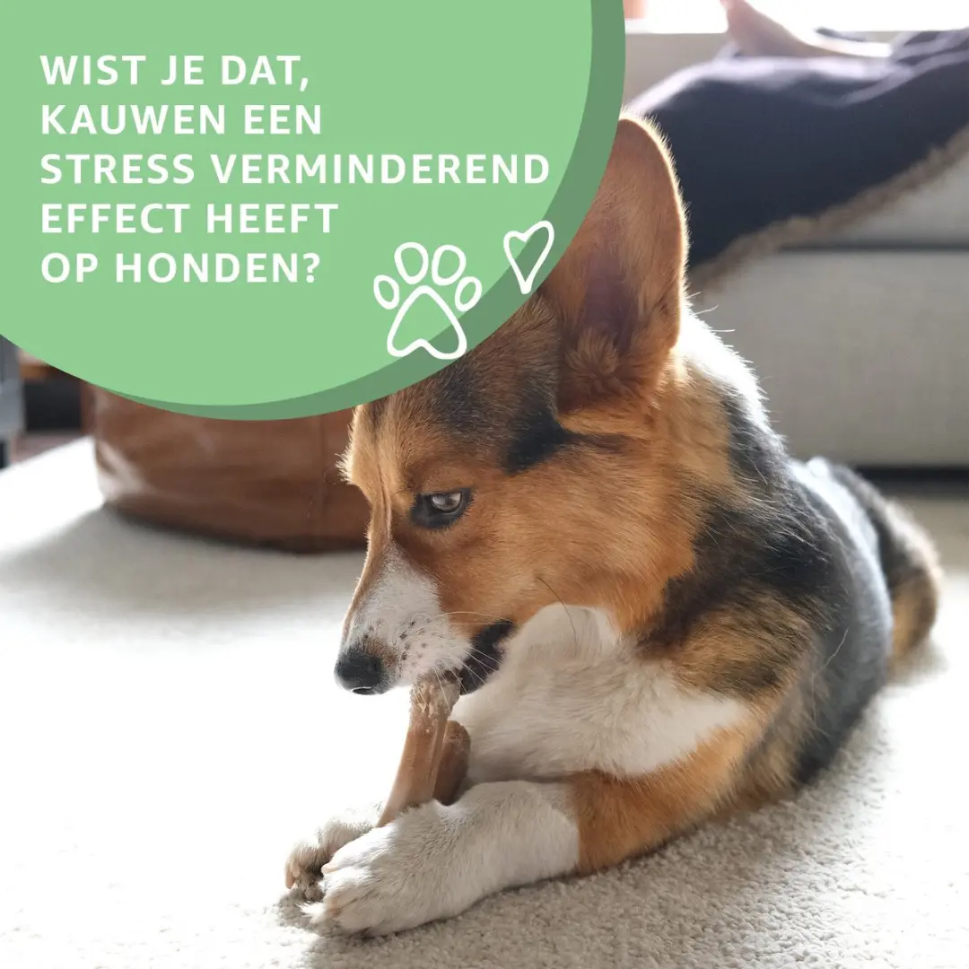 Woef Woef Snacks Halve Varkensoren Hondensnacks 30 Stuks