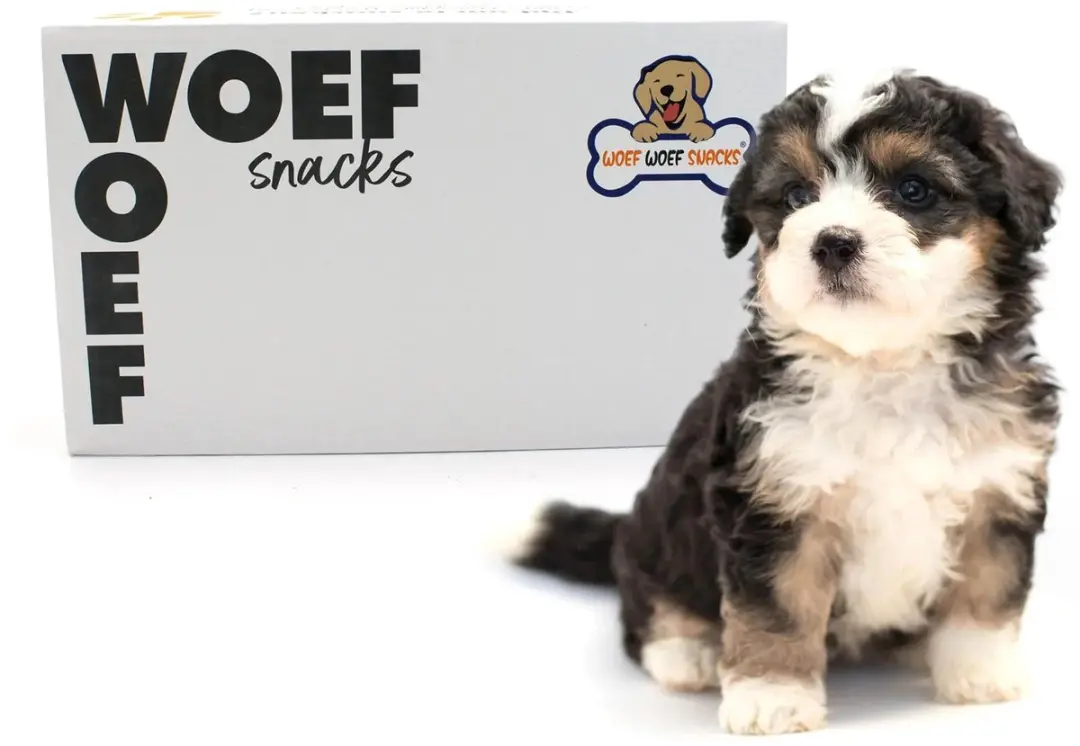 Woef Woef Snacks Puppy Box Hondensnacks 1.00KG