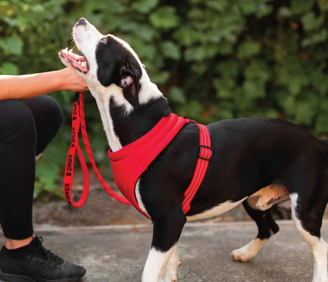 KONG Comfort Harness S - Rood