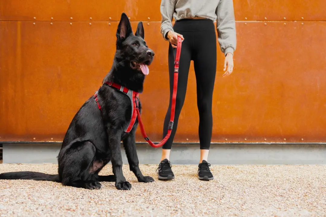 Ezydog X Link Honden Tuigje XS - Blauw