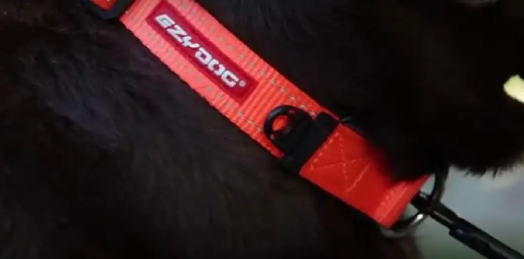 Ezydog Double Up Halsband - XL - Blaze Orange - afbeelding 6 van 6