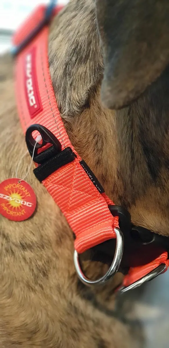 Ezydog Double Up Halsband - XL - Blaze Orange