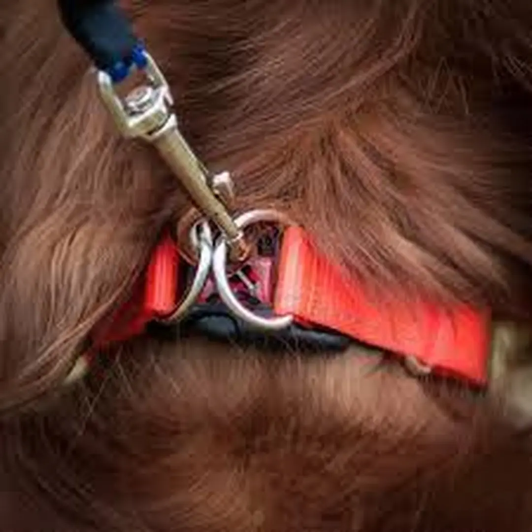Ezydog Double Up Halsband - XL - Blaze Orange