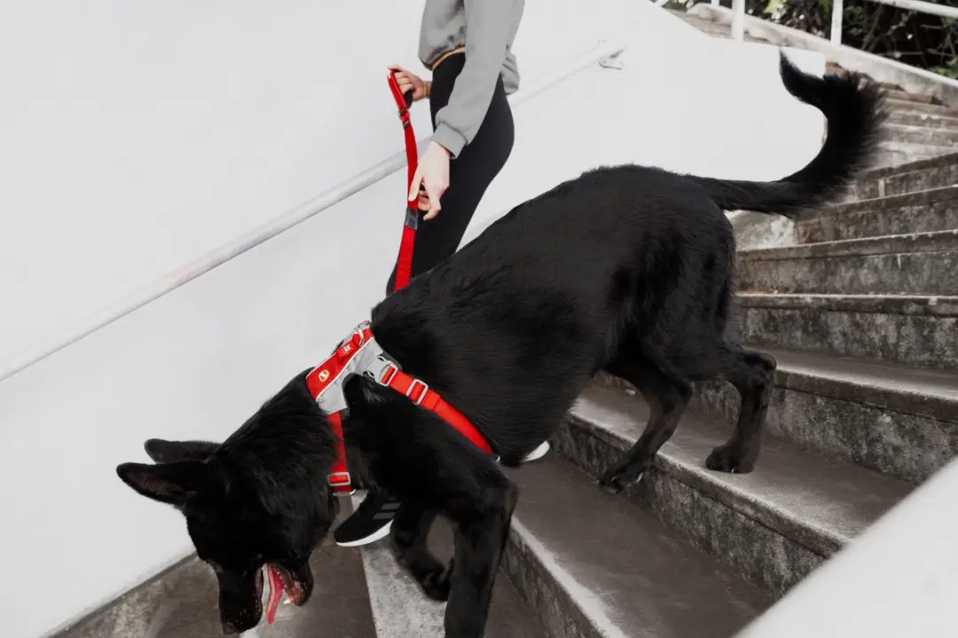 Ezydog X Link Honden Tuigje XS - Roze