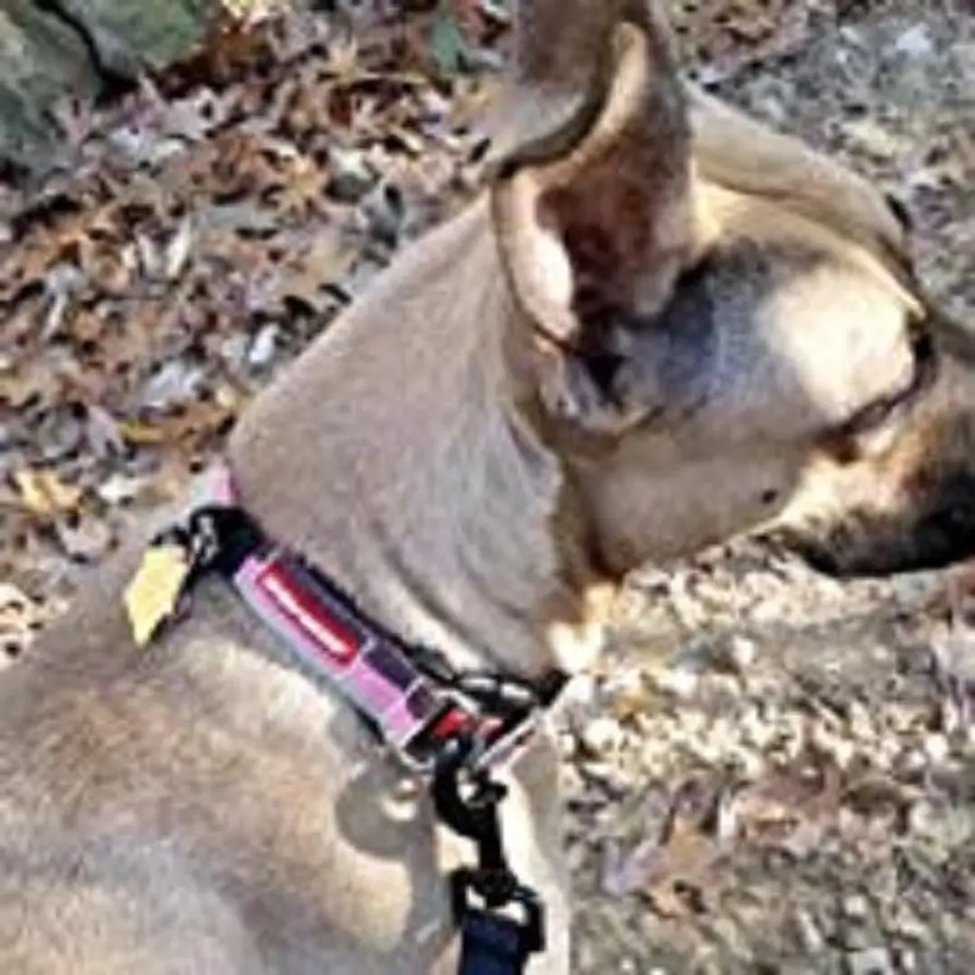 Ezydog Double Up EZ014.01.02 Halsband - Maat XL - 1 Stuks