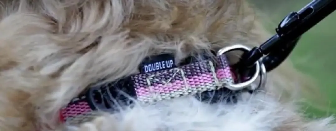 Ezydog Double Up EZ014.01.02 Halsband - Maat XL - 1 Stuks