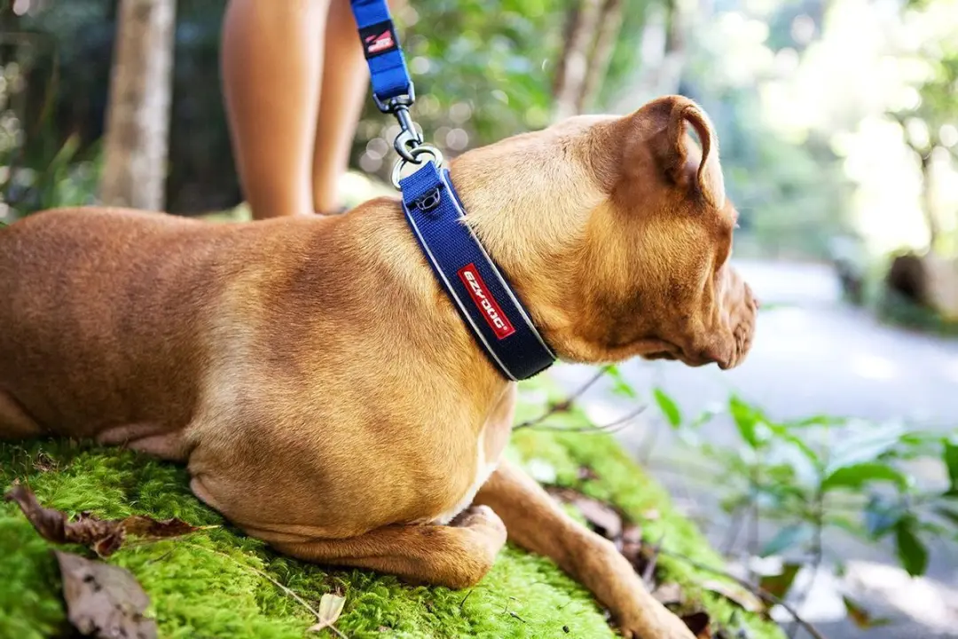 Ezydog Neo Classic Hondenhalsband M - 39-44cm Groen Camouflage