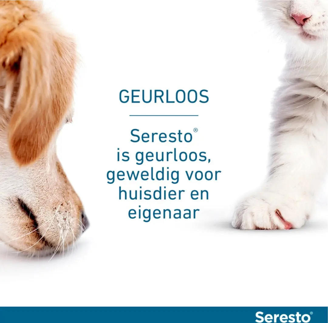 Seresto Teken- en Vlooienband Kat 38cm - 2 Stuks
