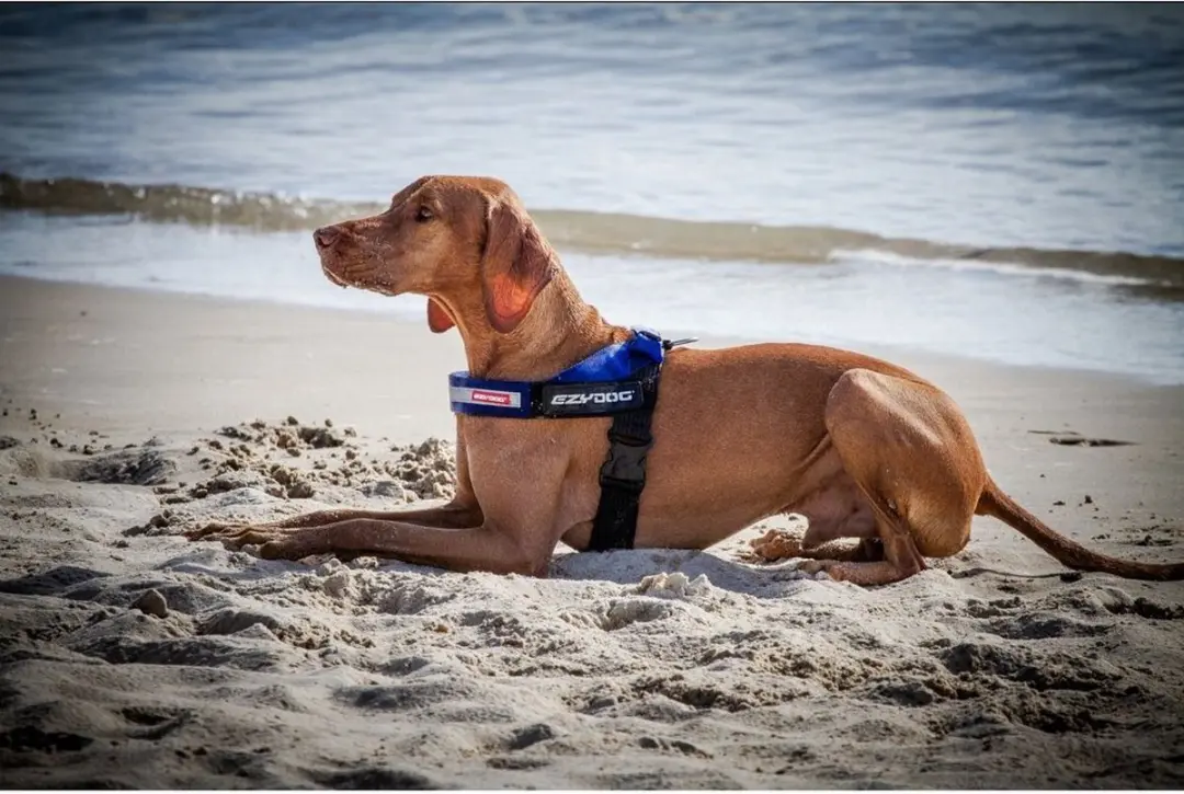 Ezydog Express Hondenharnas M - Roze